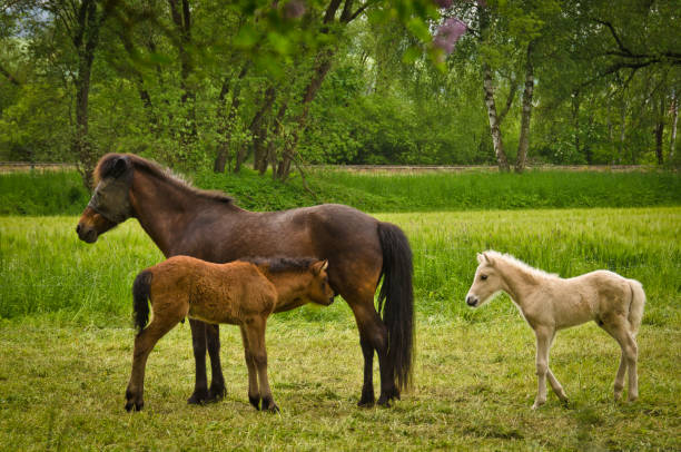 istock interaction in a herd of icelandic mares with their cute and tiny foals 1322185880