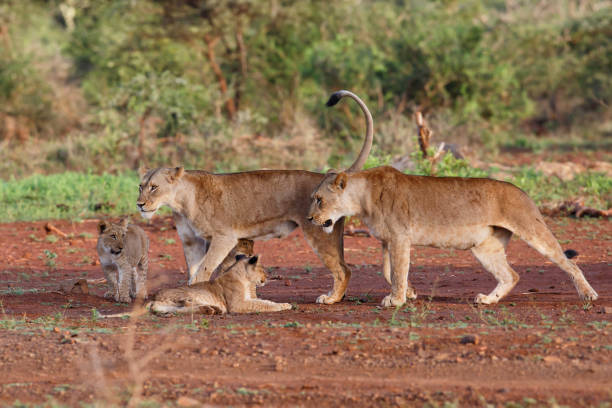 istock Lioness walking with her playful cub 1322186579
