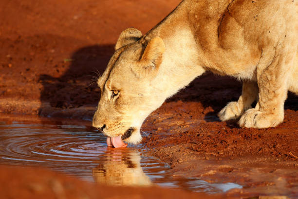 Lioness drinking in a Game Reserve near the city of Mkuze in South Africa