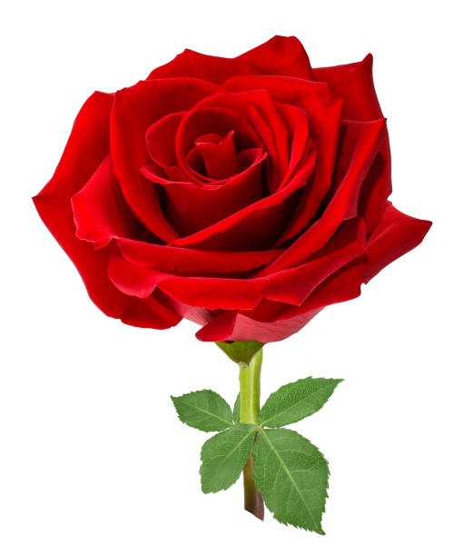 istock Beautiful red rose isolated on white background with clipping path 1322187178