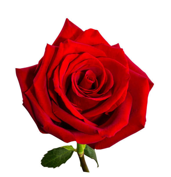 istock Beautiful red rose isolated on white background with clipping path 1322187242