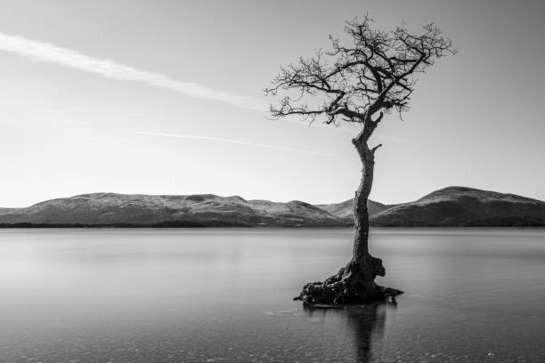 albero solitario sul lago - lone tree foto e immagini stock