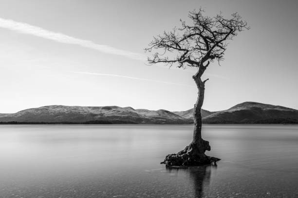 samotne drzewo na jeziorze - lone tree zdjęcia i obrazy z banku zdjęć