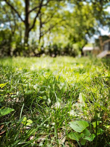 istock Closeup - Residential Lawn 1322192327