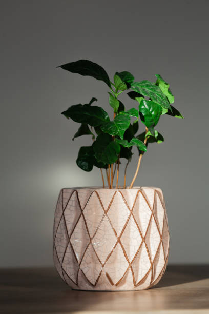 istock arabica coffee plant in pink ceramic pot indoors 1322192366