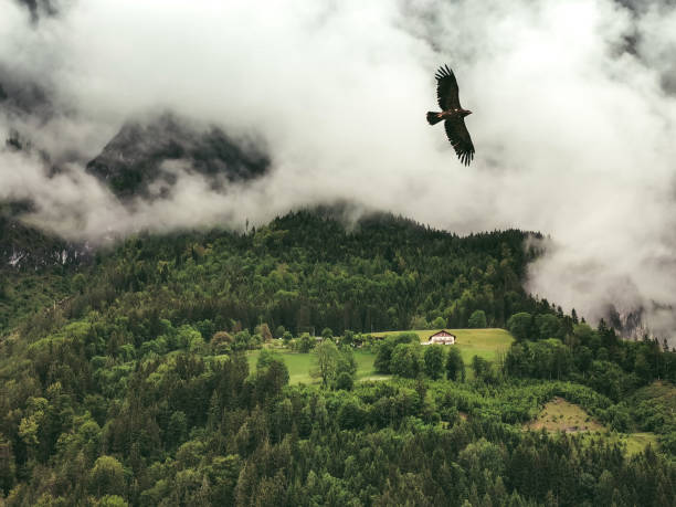 águila en los alpes - austria tirol cloud land fotografías e imágenes de stock