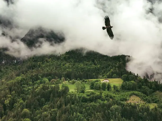 Flying eagle in the foggy austrian Alps