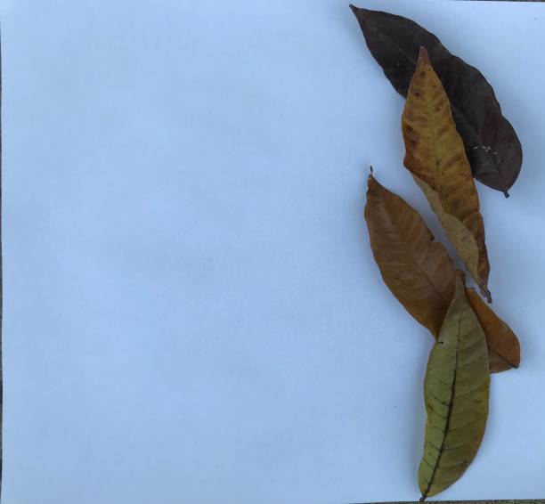 istock Autumn leaves on white background and natural grass 1322193271