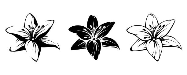 ilustrações de stock, clip art, desenhos animados e ícones de lily flowers. vector black silhouettes. - lily