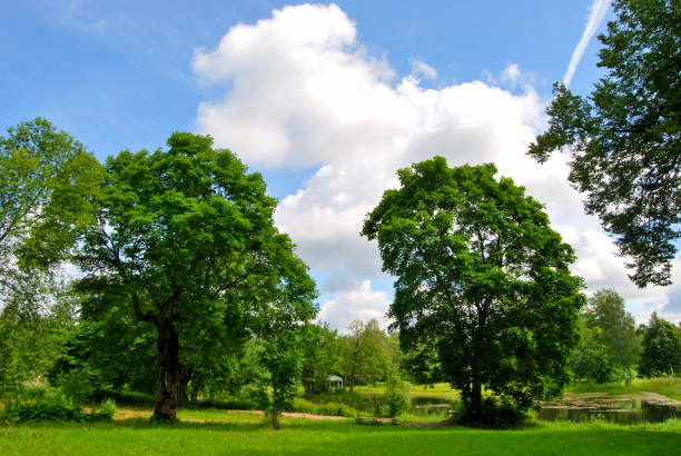 Beautiful well-groomed park, trimmed lawn. reserve HMELITA