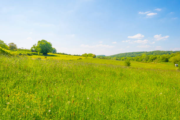 istock Fields and trees in a green hilly grassy landscape under a blue sky in sunlight in springtime 1322196078