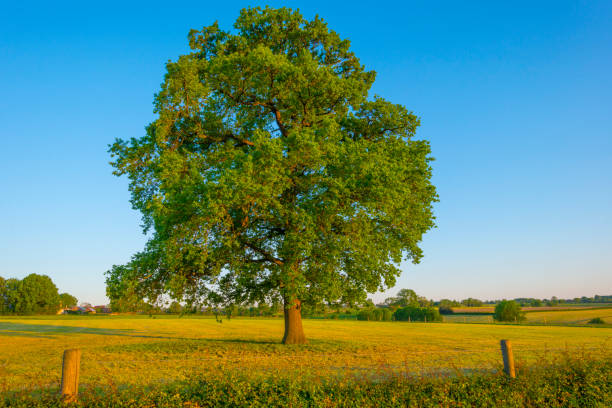 istock Fields and trees in a green hilly grassy landscape under a blue sky in sunlight in springtime 1322196111