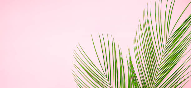 istock palm leaves on a pink background 1322196127