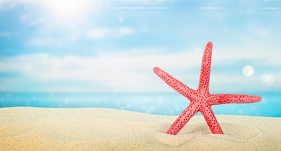 one red starfish on the sand against the background of the sea