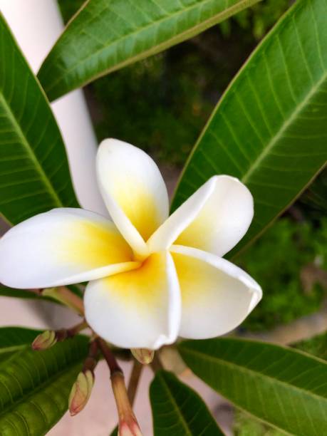 istock White and yellow Plumeria blossom 1322197151