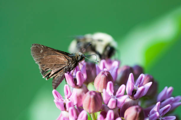 Moth on a zinnia flower