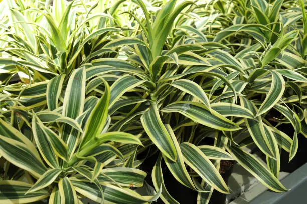 Photo of Closeup of the leaves on multiple dracaena plants
