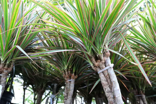 Photo of Closeup of bicolor braided dragon tree plants
