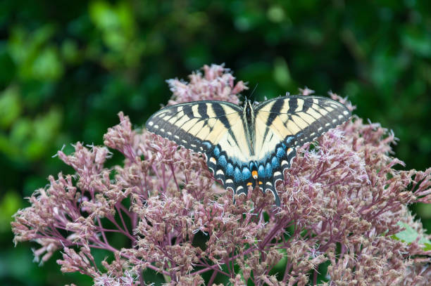 Eastern Tiger Swallowtail, open wing, on Joe Pye Weed flower