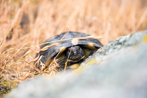 (Selective focus) Stunning view of a Sardinian Marginated Tortoise walking in the wild. The marginated tortoise (Testudo marginata) is a species of tortoise in the family Testudinidae.