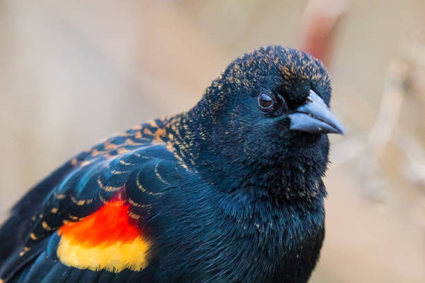 Photo of Detailed Portrait of Singing Male Red-Winged Blackbird