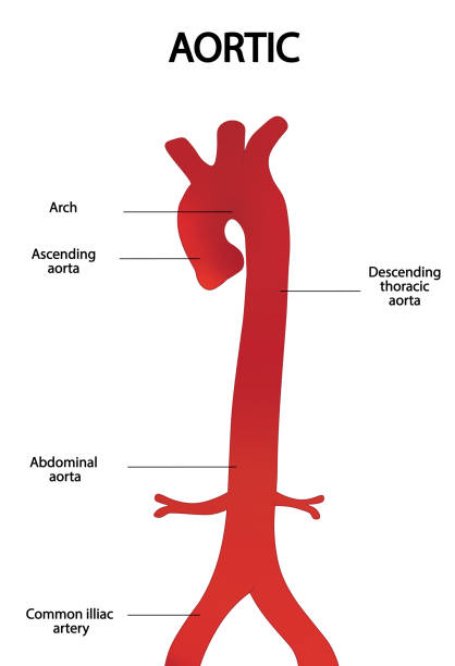 illustrazioni stock, clip art, cartoni animati e icone di tendenza di anontomia aortica. illustrazione di strucutre dell'arteria aortica - aorta