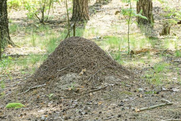 istock a big gray brown anthill on the ground in the forest 1322201358