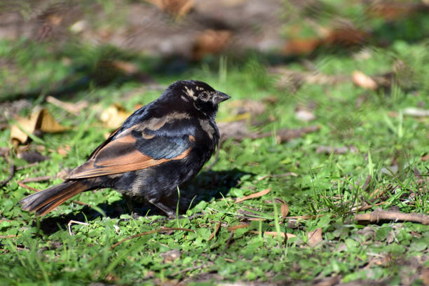 若い叫び声のカウバード(モロタス・ルフアキラリス) - cowbird ストックフォトと画像