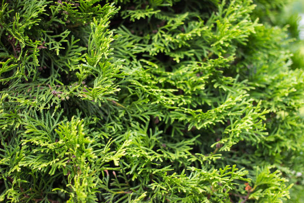 istock Natural green background. Green foliage of thuja tree. 1322201579