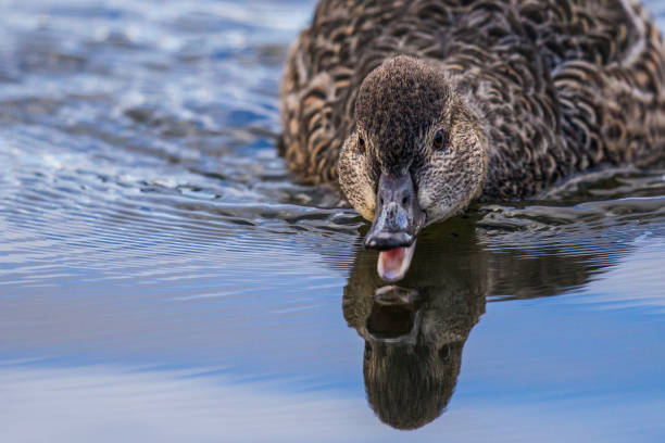 Hen Green-Winged Teal Duck Zeroes in on Tasty Emerging Mosquito Nymph Hen Green-Winged Teal Duck Zeroes in on Tasty Emerging Mosquito Nymph green winged teal duck stock pictures, royalty-free photos & images