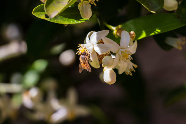 istock Honey bee on white flower in the sunlight 1322204791