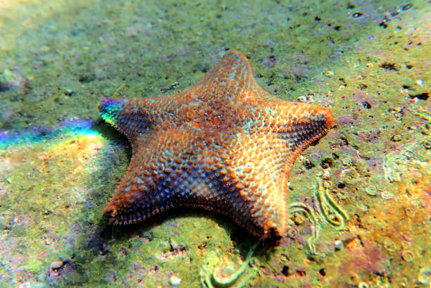 istock Starlet cushion starfish - Asterina gibbosa 1322205325