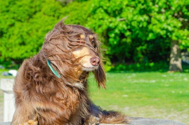 istock Brown, chocolate cream dachshund, dog 1322207381