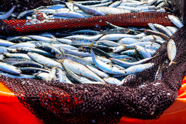 cattura di pesce nella rete da pesca - market fish mackerel saltwater fish foto e immagini stock