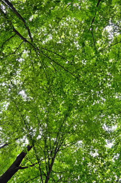 istock Slender trees in young forest green in summer, bottom view 1322209690
