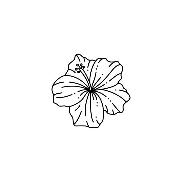 ilustrações de stock, clip art, desenhos animados e ícones de hibiscus flower in a trendy minimalist liner style. vector floral illustration - hibiscus