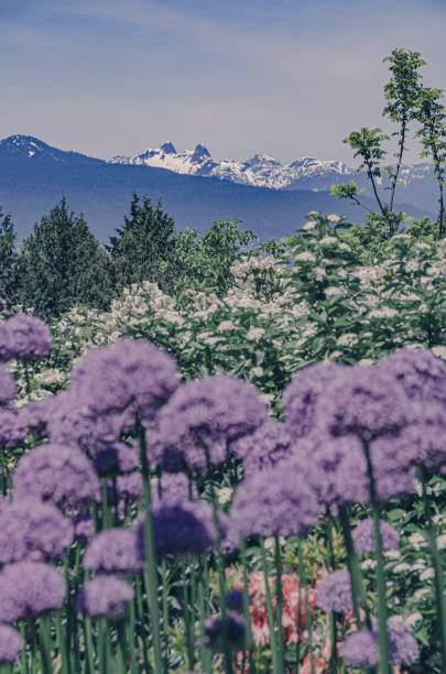 istock Flowers at the garden, mountain 1322214622