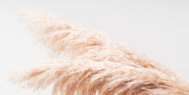 istock Trendy botanical background with fluffy pampas grass on gray. Boho style plant decor 1322216654