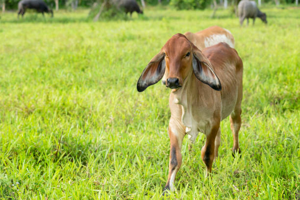 istock A young cow stands on a green meadow. 1322218051