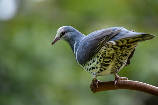Australian native Wonga Pigeon perched on a branch in the rainforest