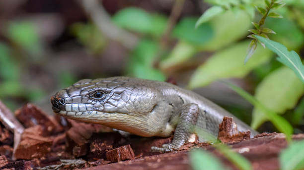 istock Pink Tongued Skink 1322219272