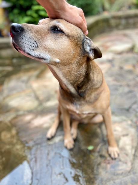 istock Happy dog getting pet on the head 1322222539
