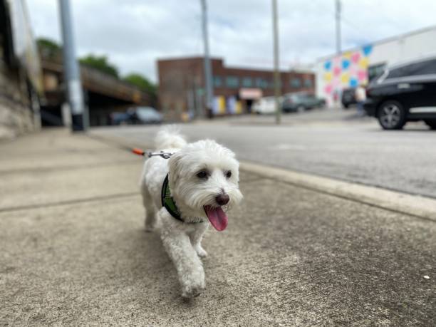 istock Happy dog on a walk 1322222555