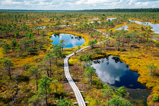 View of Kemeri National Park Bog trail in Latvia