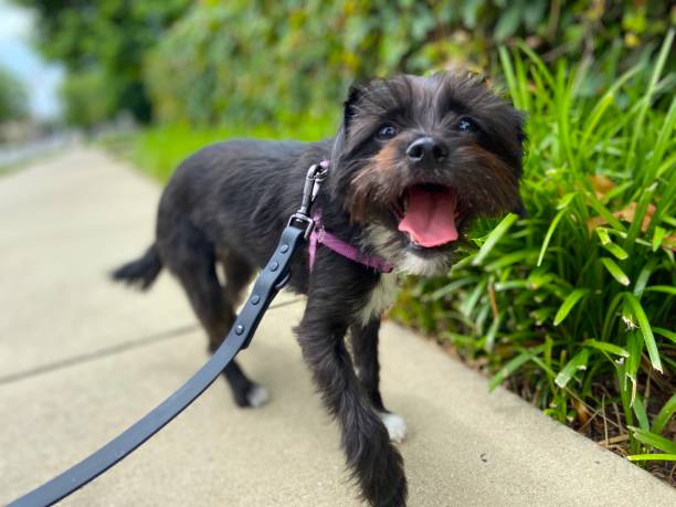 istock Happy dog on a walk 1322222738