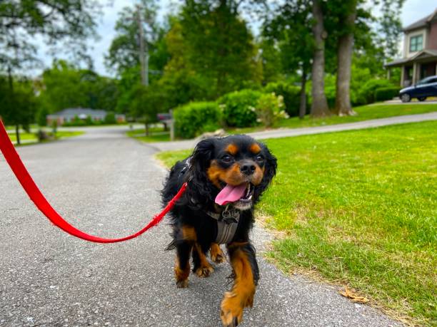 istock Happy Cavalier King Charles Spaniel on a walk 1322222820