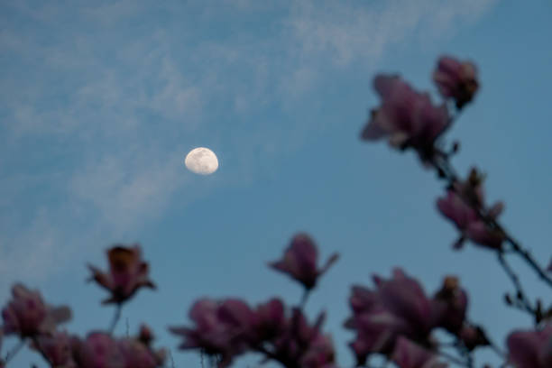 Autumn, the moon in the dark blue night sky