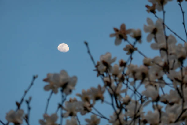 istock Autumn, the moon in the dark blue night sky 1322222903