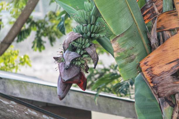 istock Bananas from the island of Sumatra 1322222945