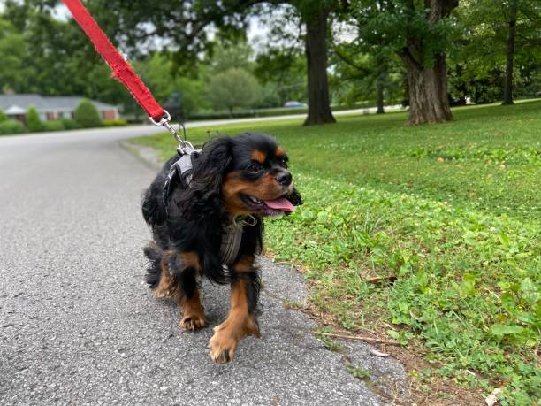istock Happy Cavalier King Charles Spaniel on a walk 1322223714